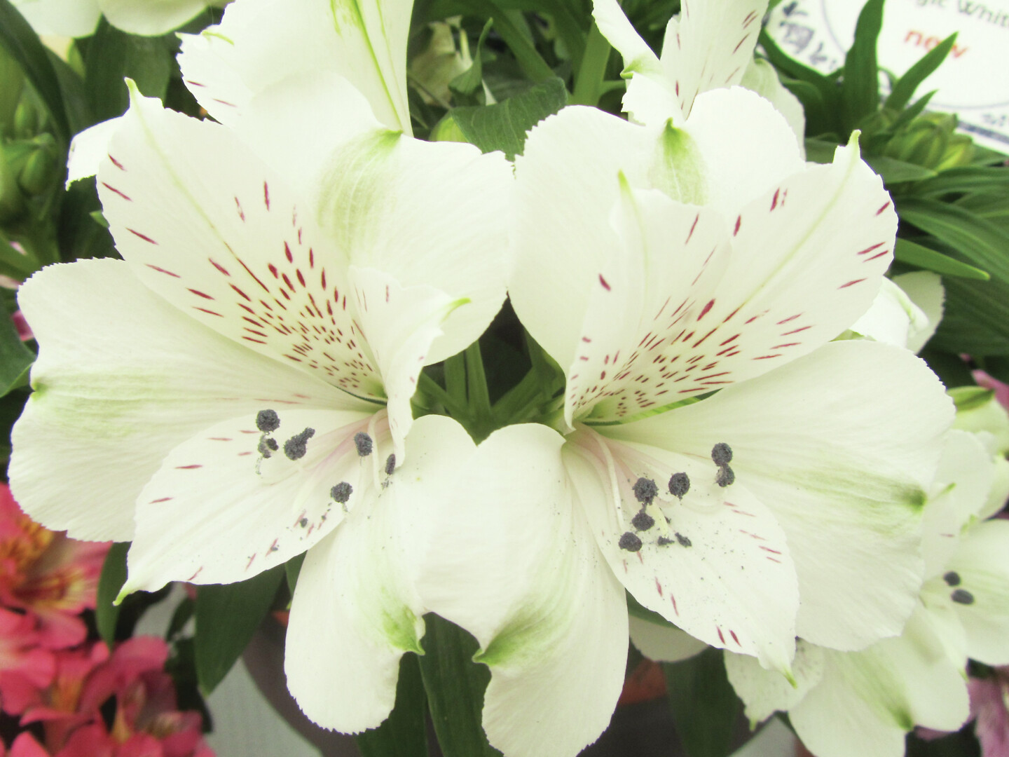 Alstroemeria hybrid Inticancha® Magic White