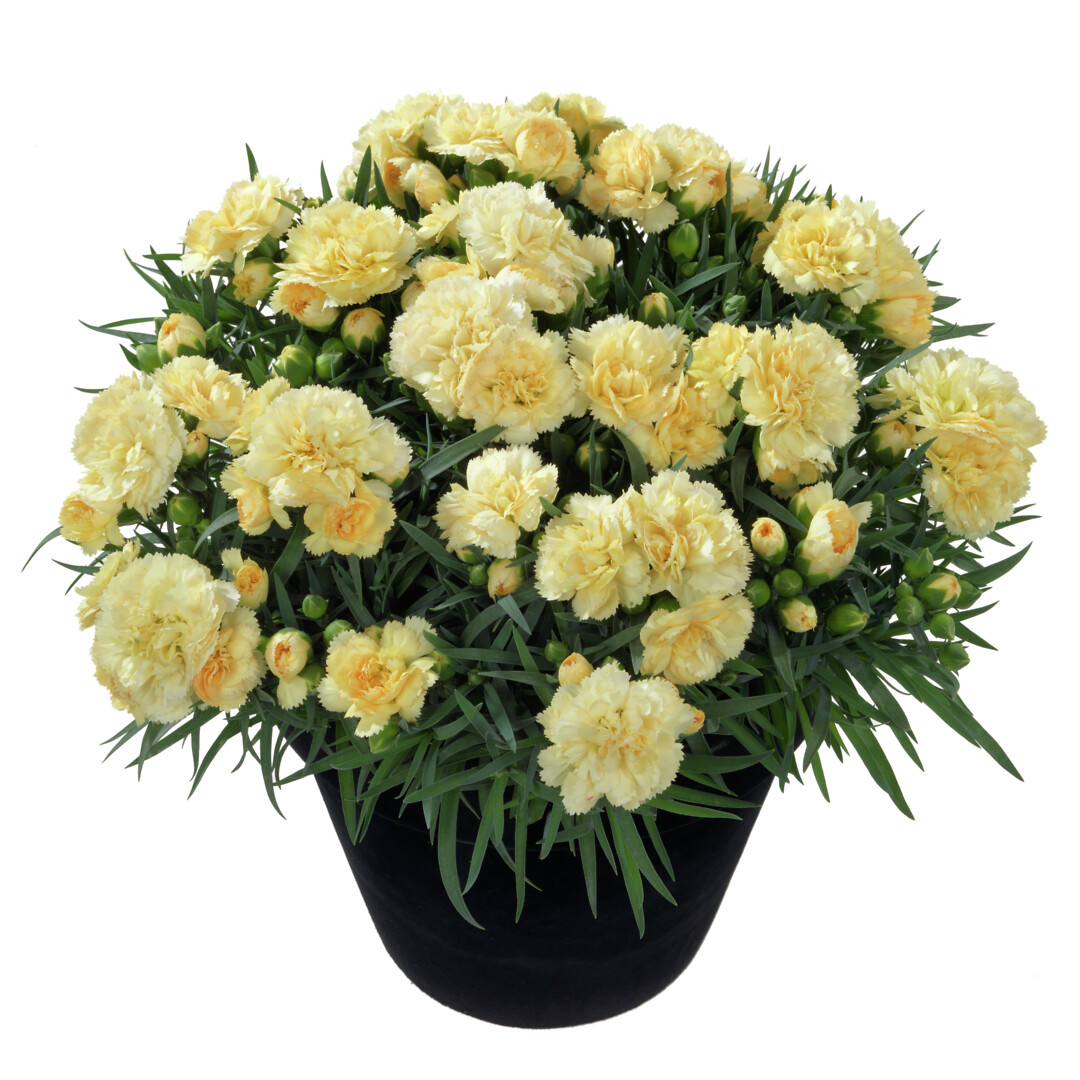 Dianthus caryophyllus Sunflor® Amber
