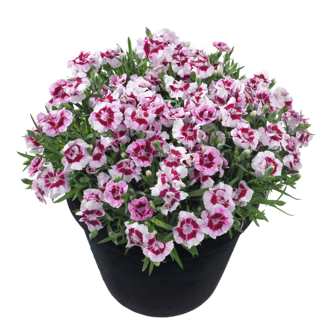 Dianthus caryophyllus Sunflor® Kaylee