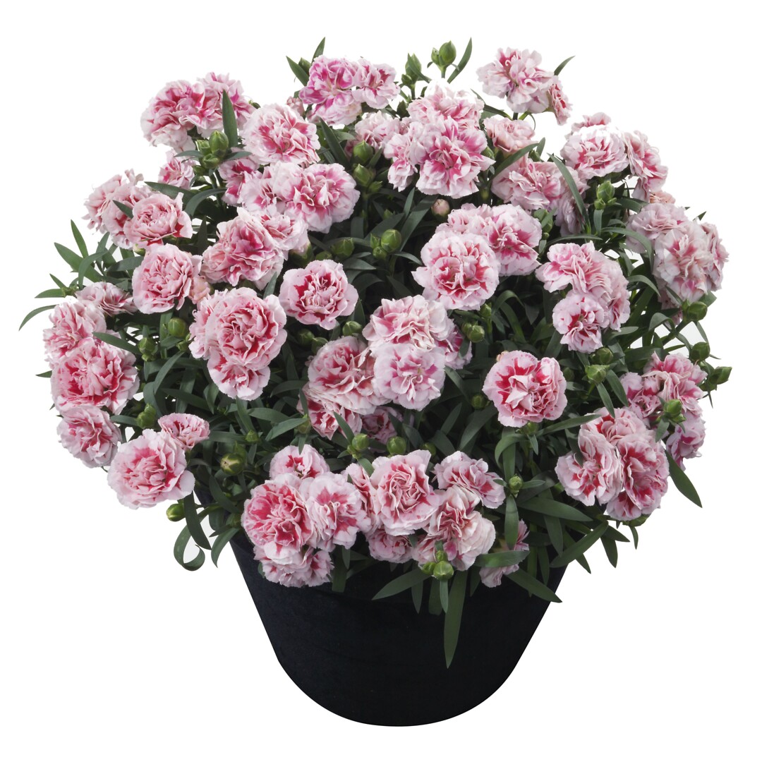 Dianthus caryophyllus Sunflor® Megan