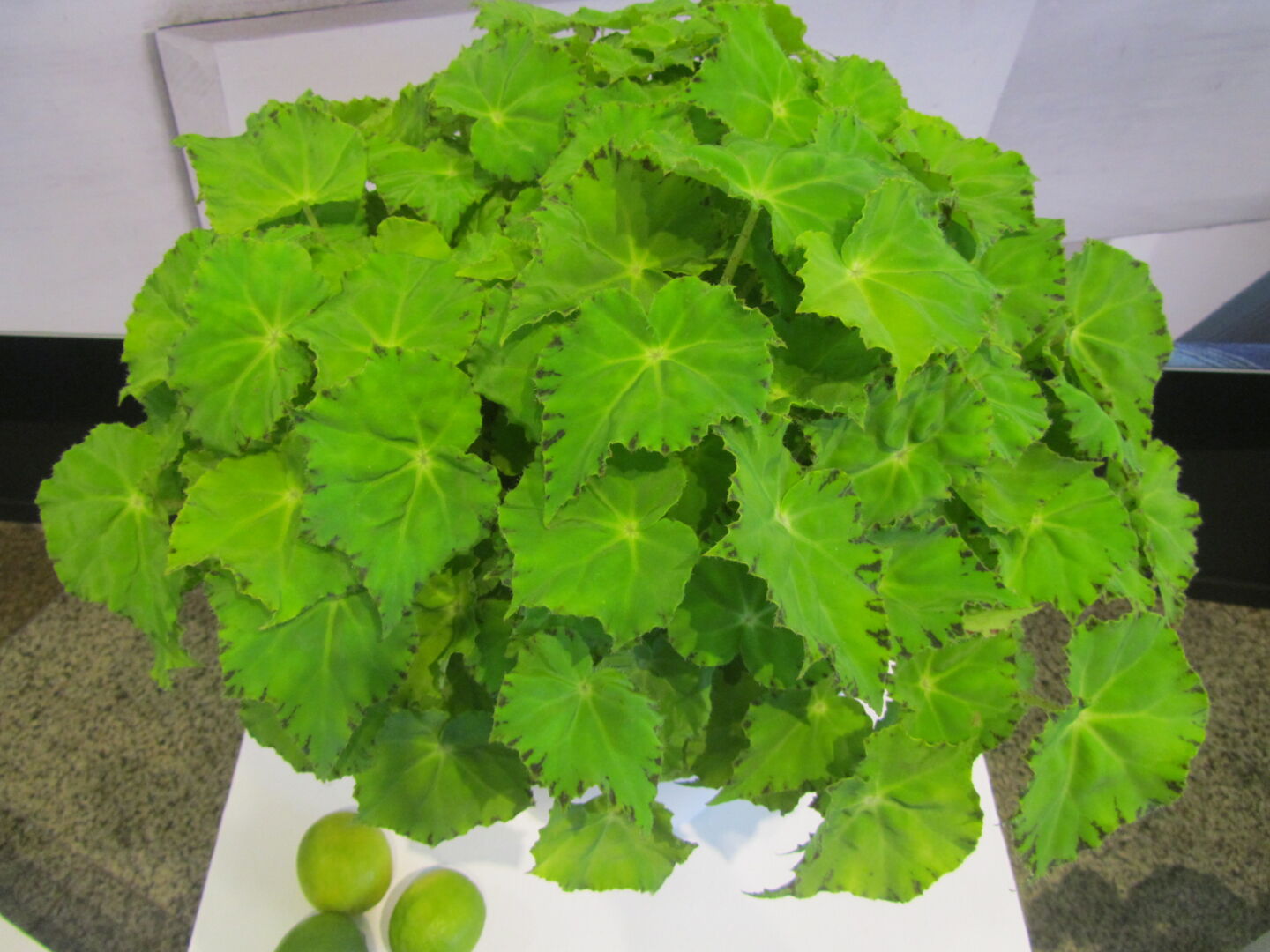 Begonia rex hybrid Beleaf® Lima Love