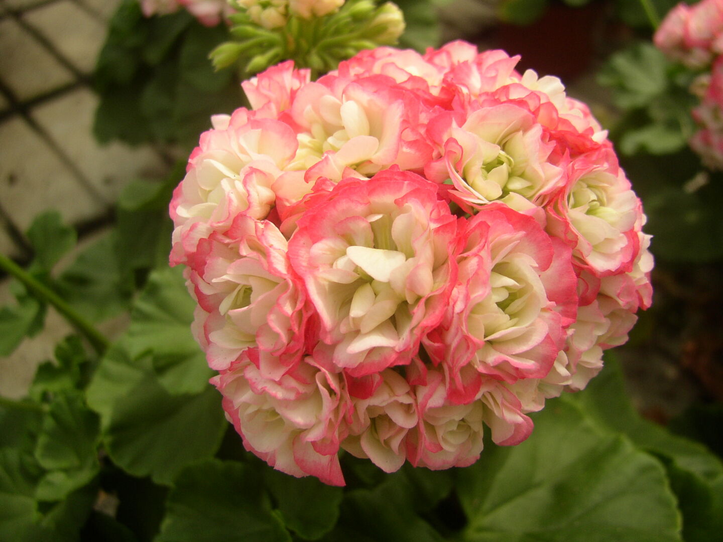 Pelargonium zonale Appleblossom
