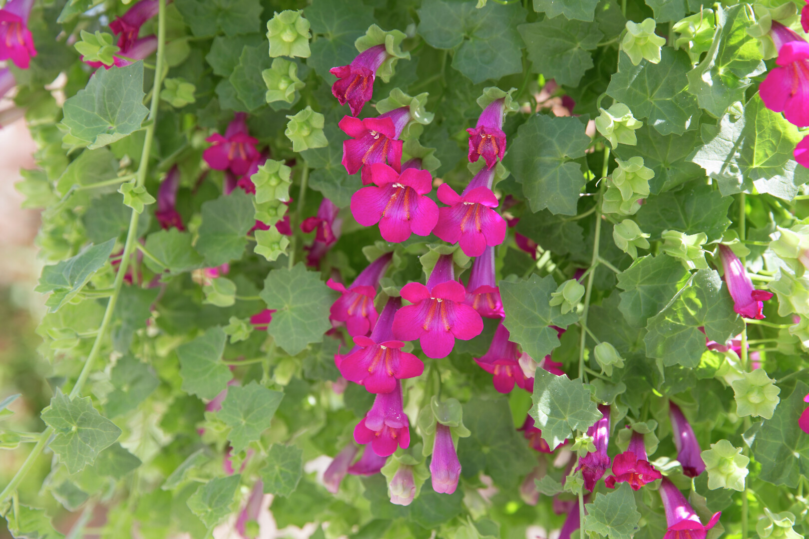 Lophospermum hybrid Lofos® Compact Pink