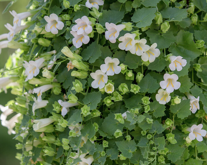 Lophospermum hybrid Lofos® Compact White