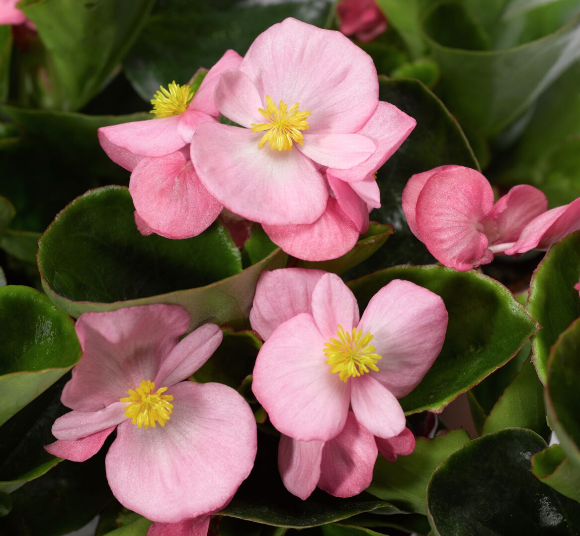 Begonia semperflorens Topspin Pink