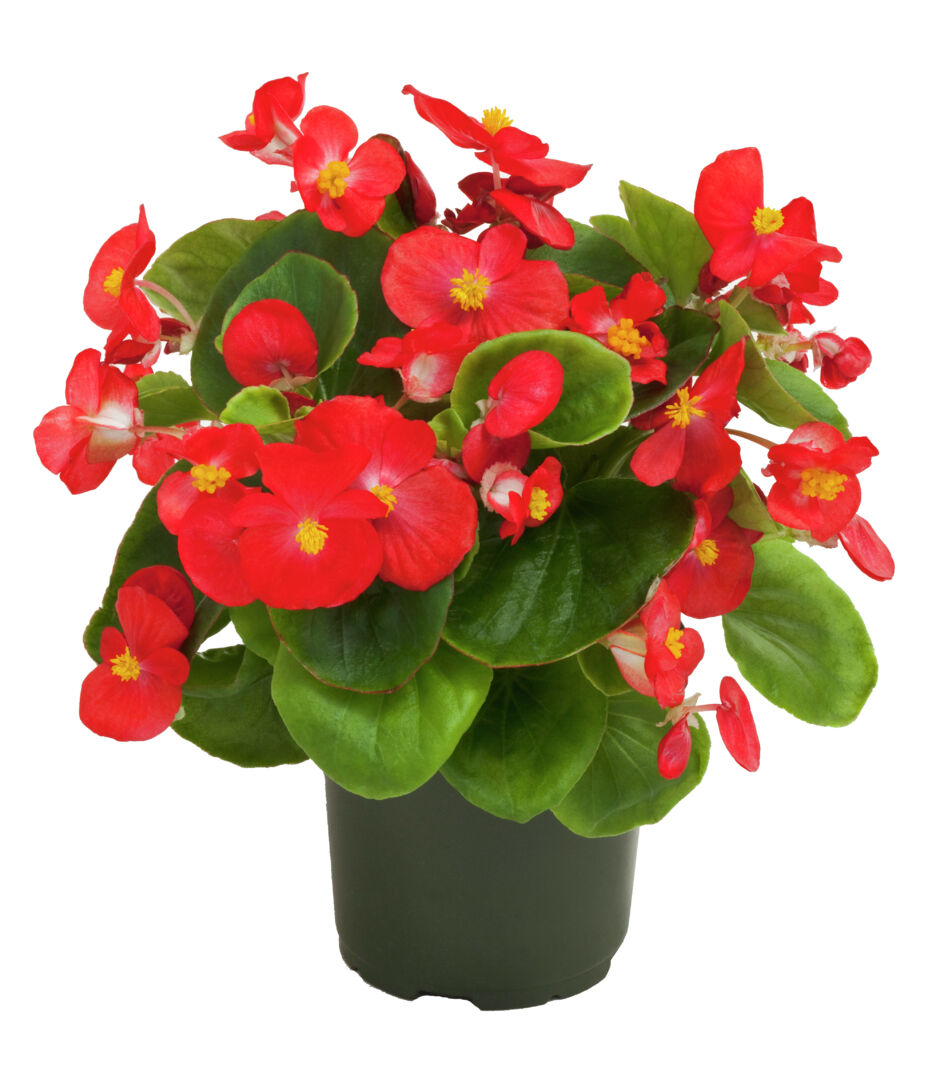 Begonia semperflorens Topspin Scarlet