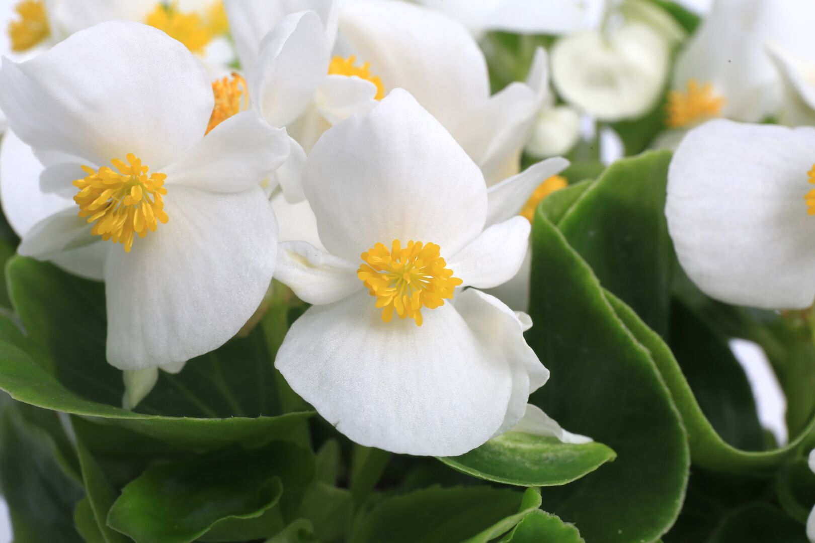 Begonia semperflorens Topspin White