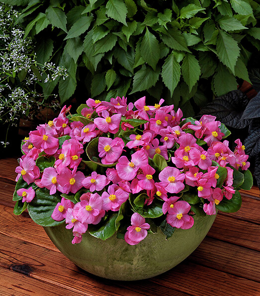Begonia semperflorens Topspin Rose