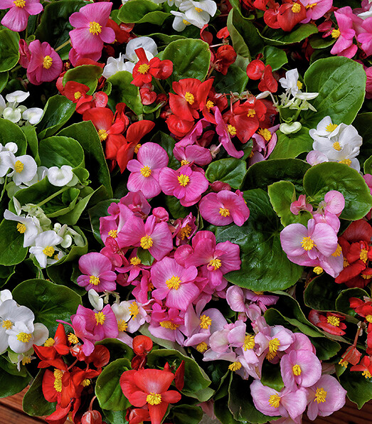 Begonia semperflorens Topspin Mix