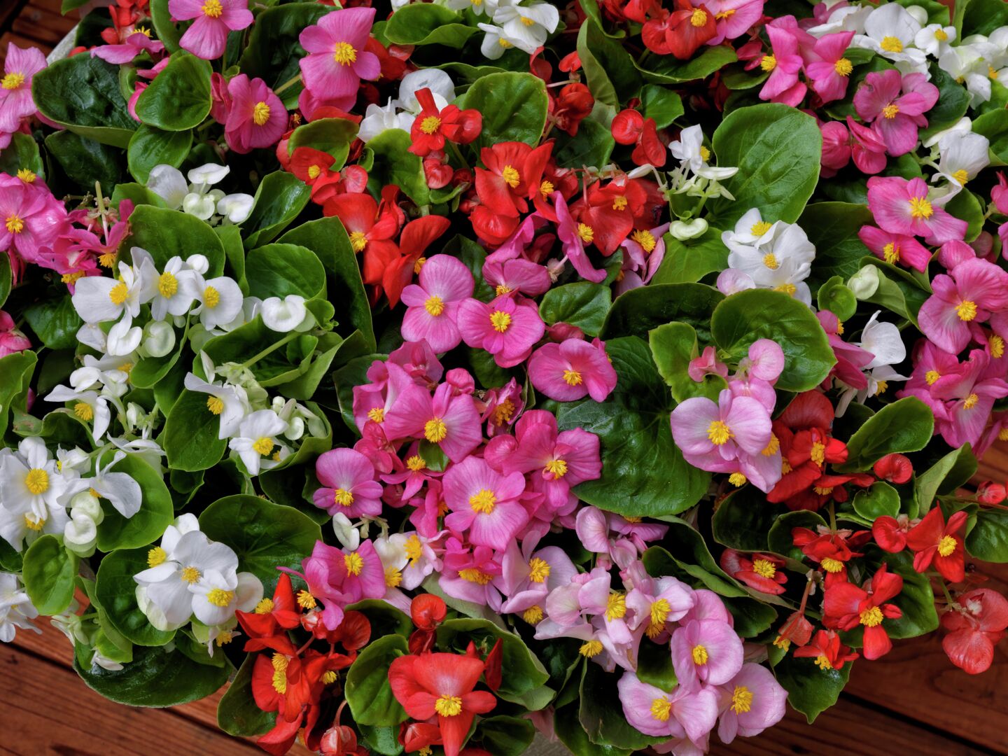 Begonia semperflorens Topspin Mix