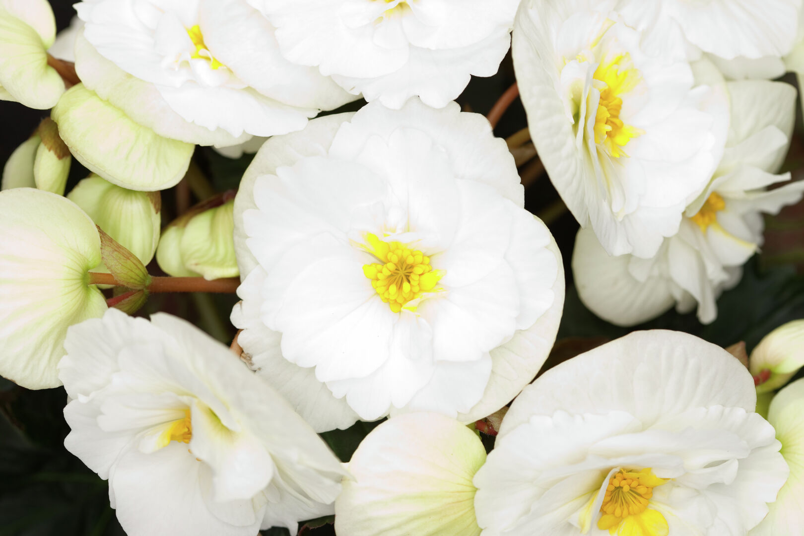 Begonia elatior hybrid Sunny White®
