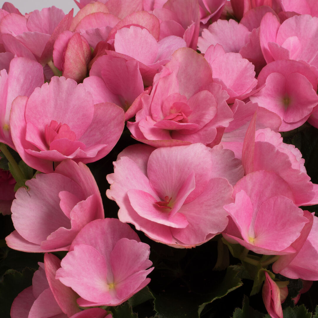 Begonia elatior hybrid Betulia® Candy