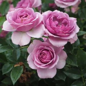 Rosa hybrid Lavender Flower Circus®