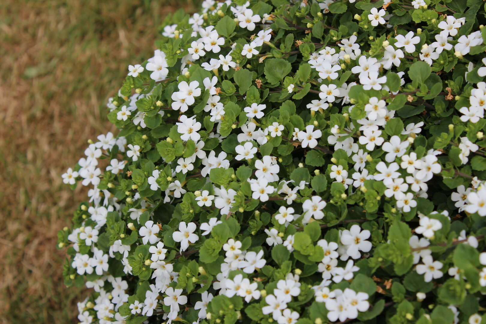 Sutera cordata Snowflake