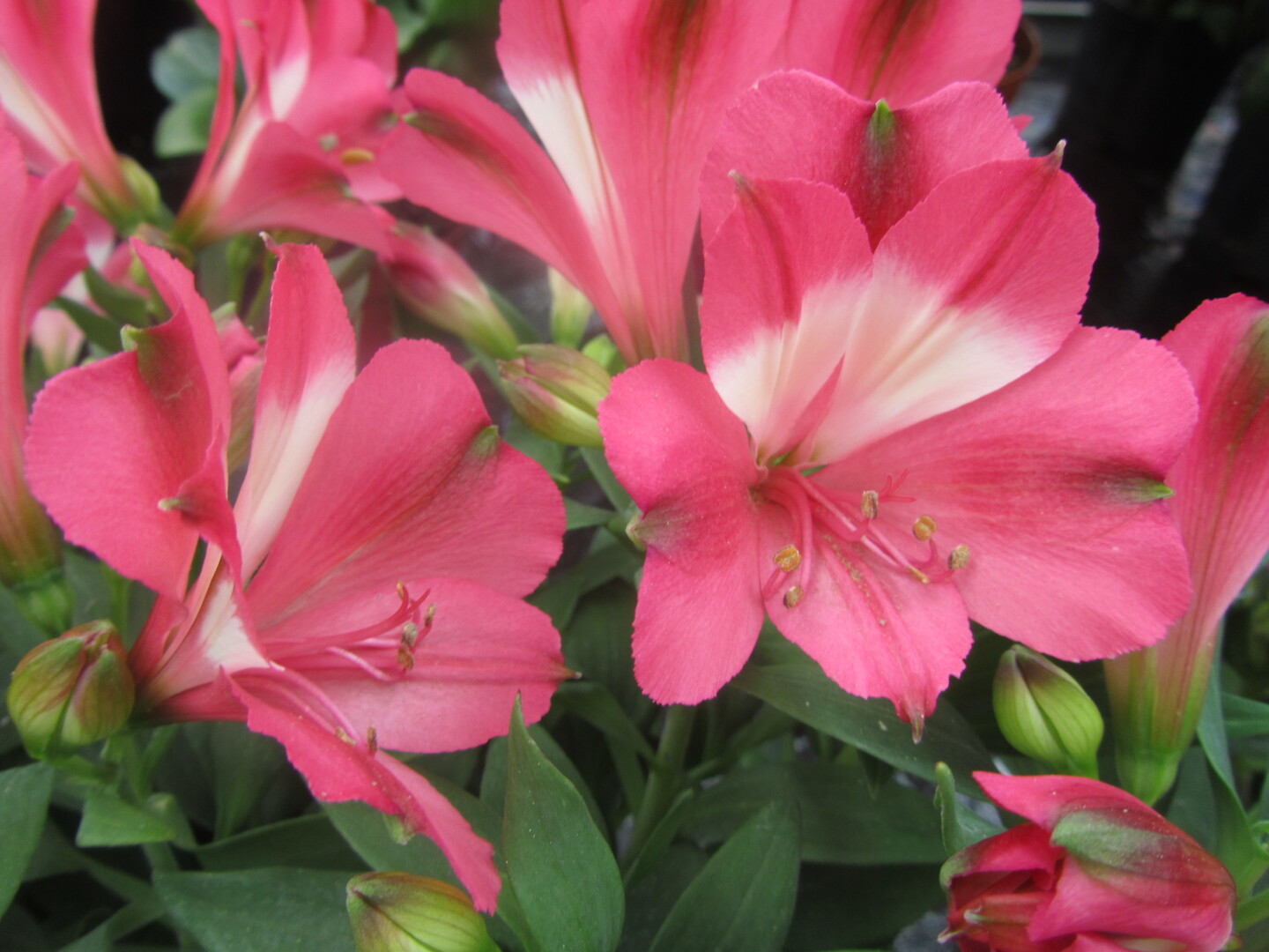 Alstroemeria hybrid Inticancha® Romance