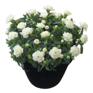 Dianthus caryophyllus Flow® White Bay