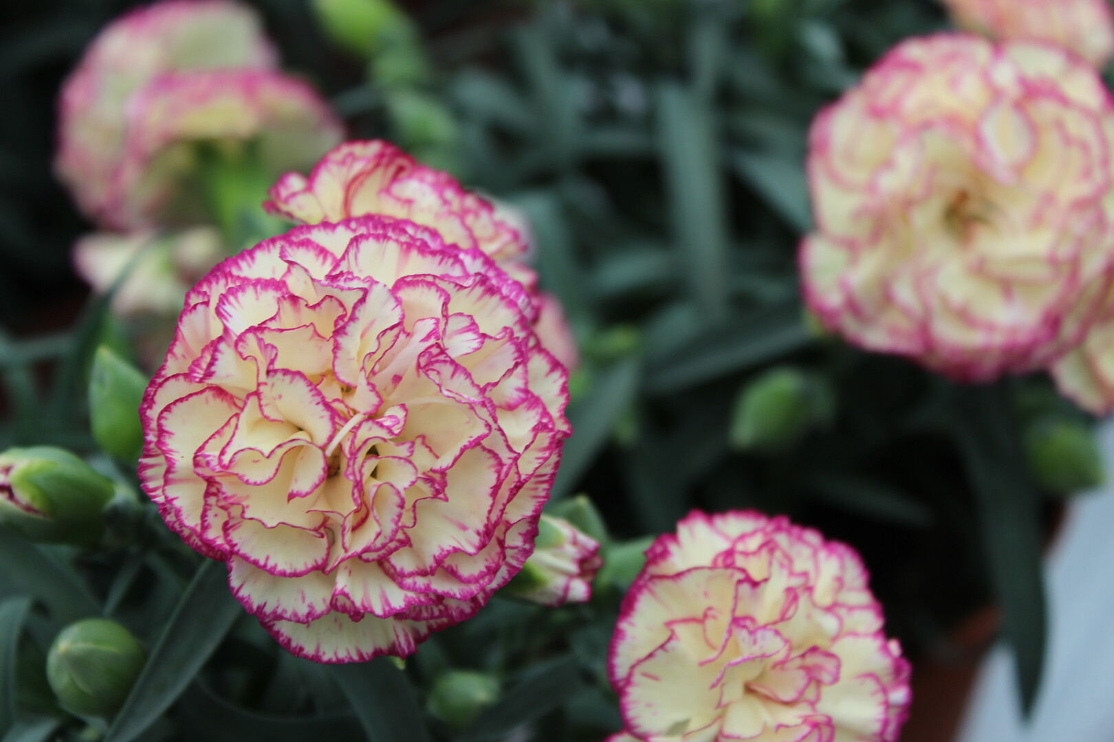 Dianthus caryophyllus Flow® Grace Bay