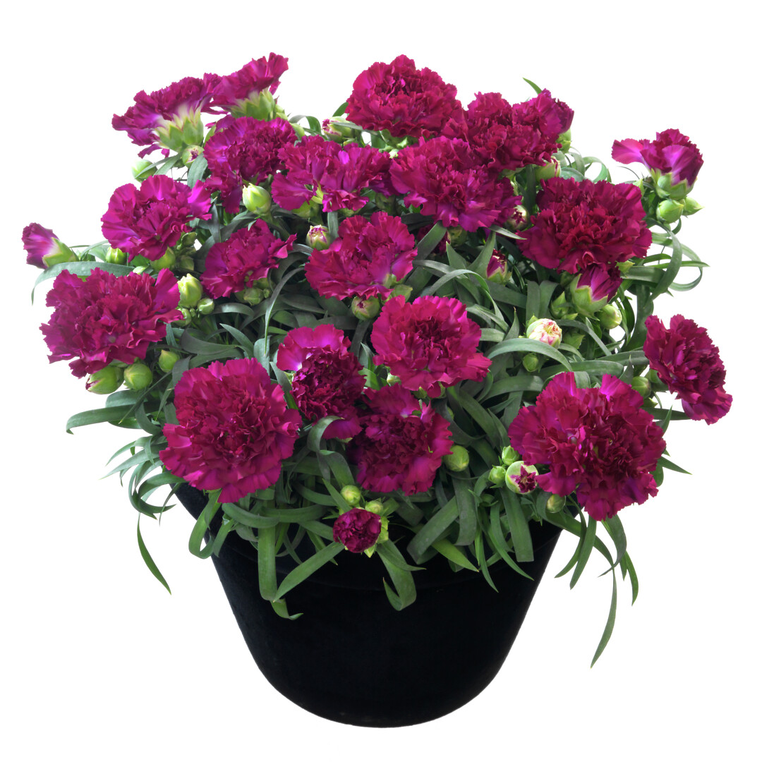 Dianthus caryophyllus Flow® Blinky Beach