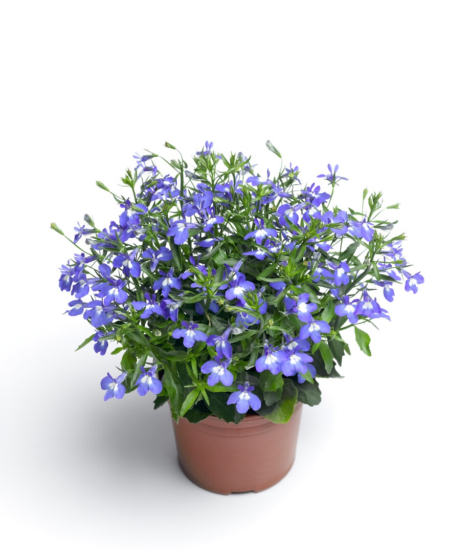 Lobelia erinus Techno Up Blue