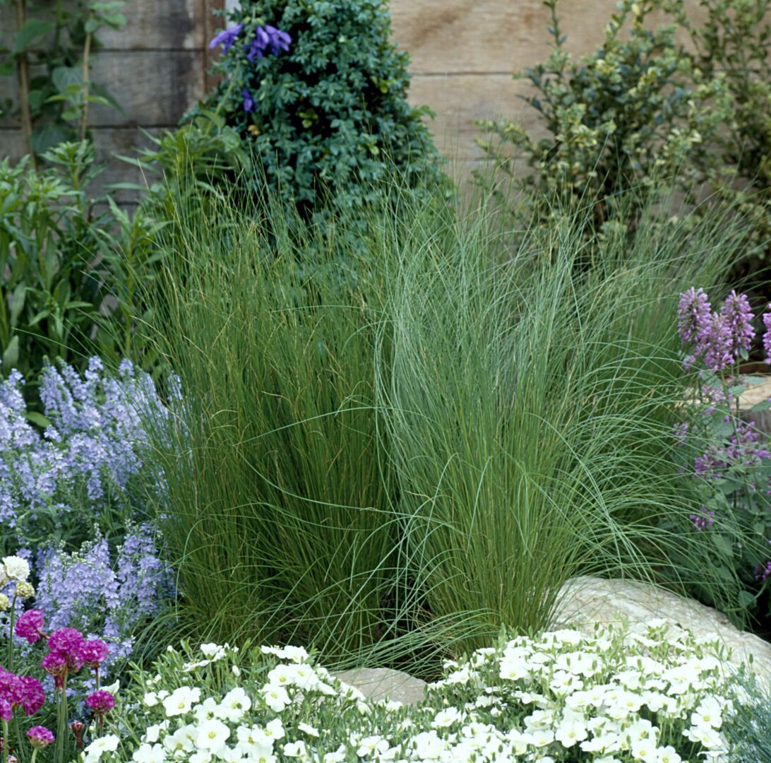 Stipa tenuissima Pony Tails, Hentohöyhenheinä