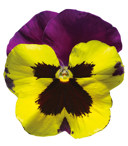 Viola wittrockiana Delta® Yellow With Purple Wing