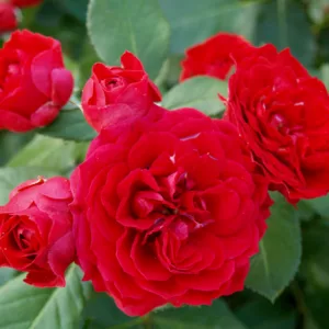 Rosa hybrid Ruby Flower Circus®