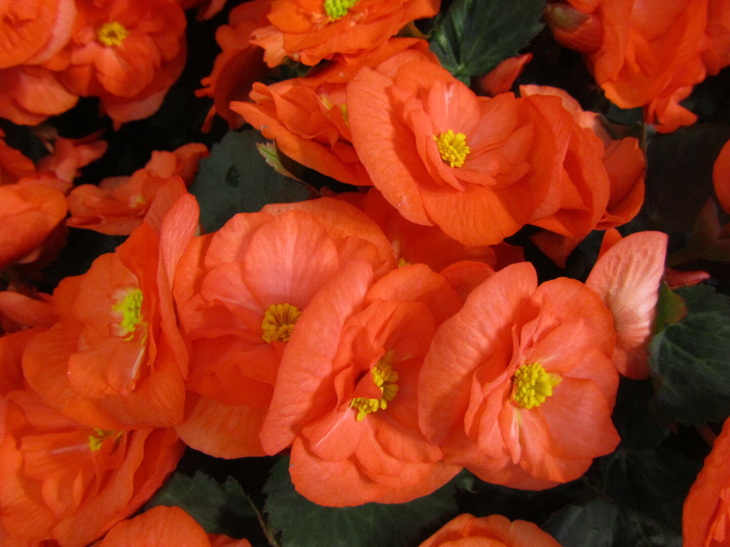 Begonia elatior hybrid Sunny Orange®