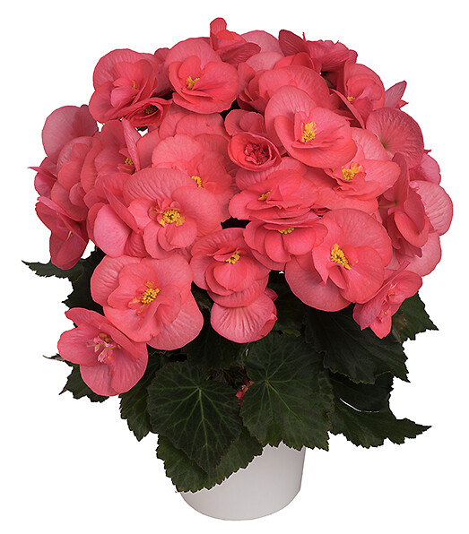 Begonia elatior hybrid Sunny Pink®