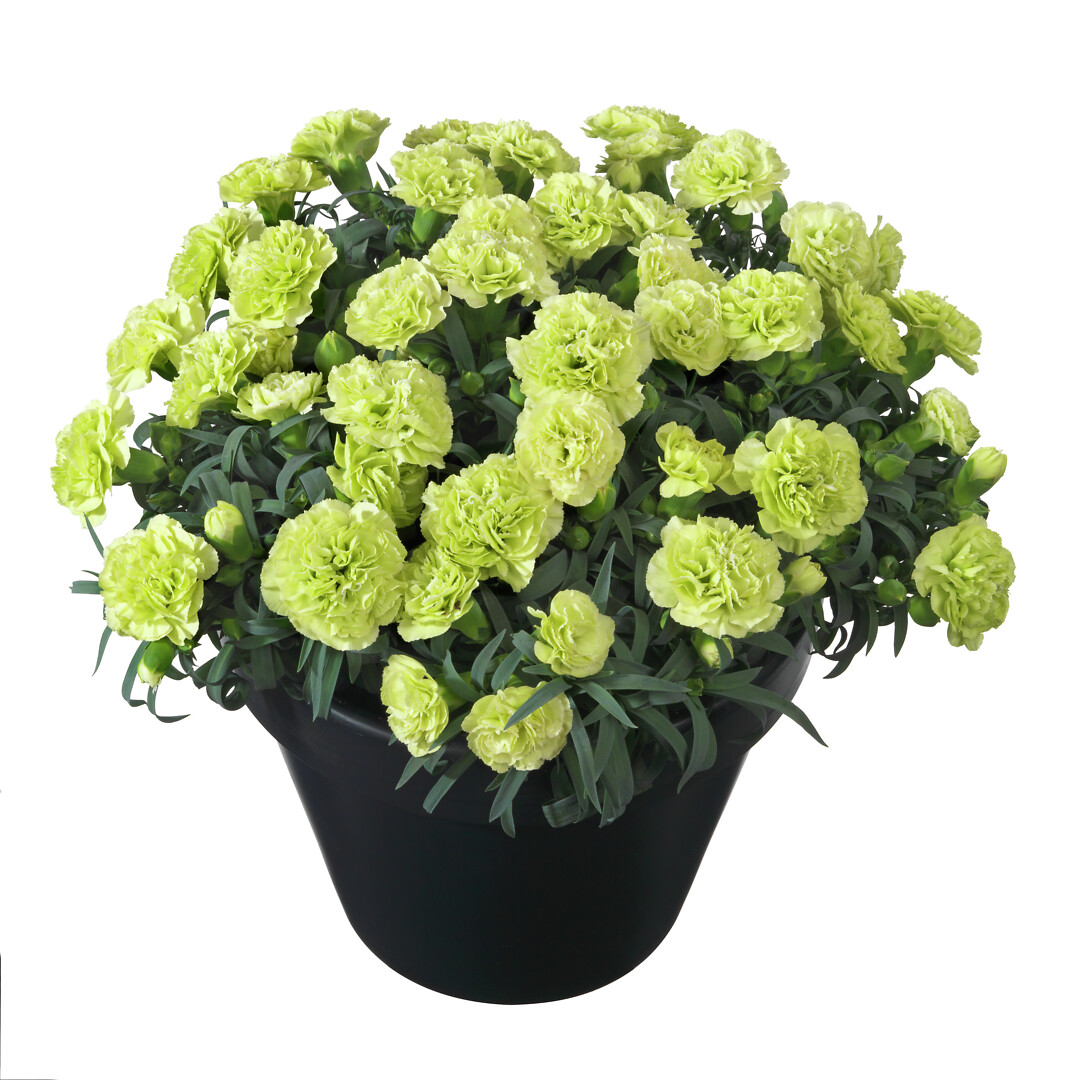 Dianthus caryophyllus Flow® Apella Beach
