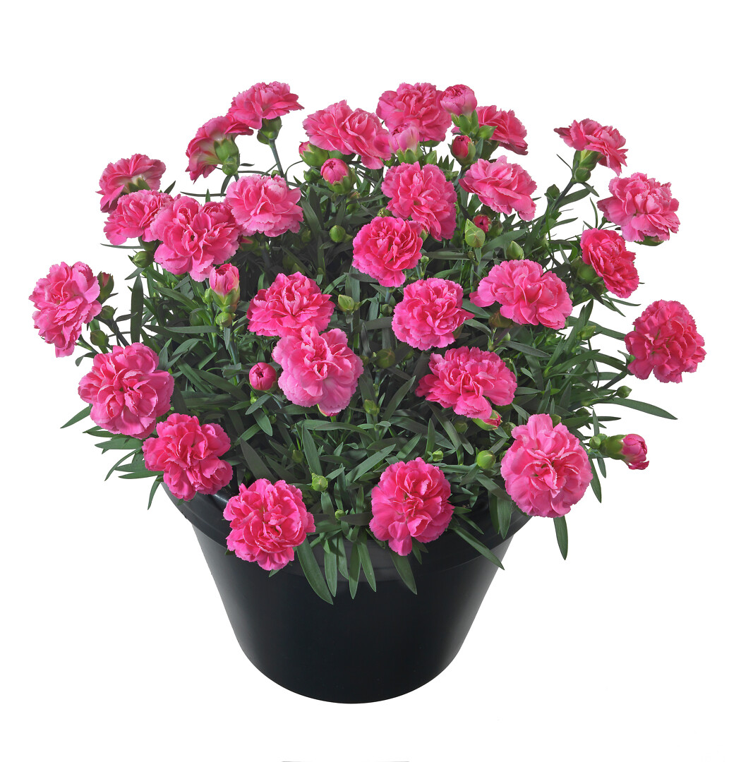 Dianthus caryophyllus Sunflor® Serena