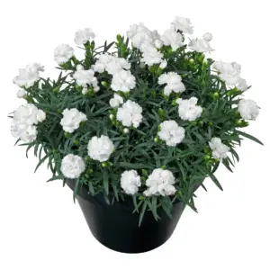 Dianthus caryophyllus Sunflor® Edberg