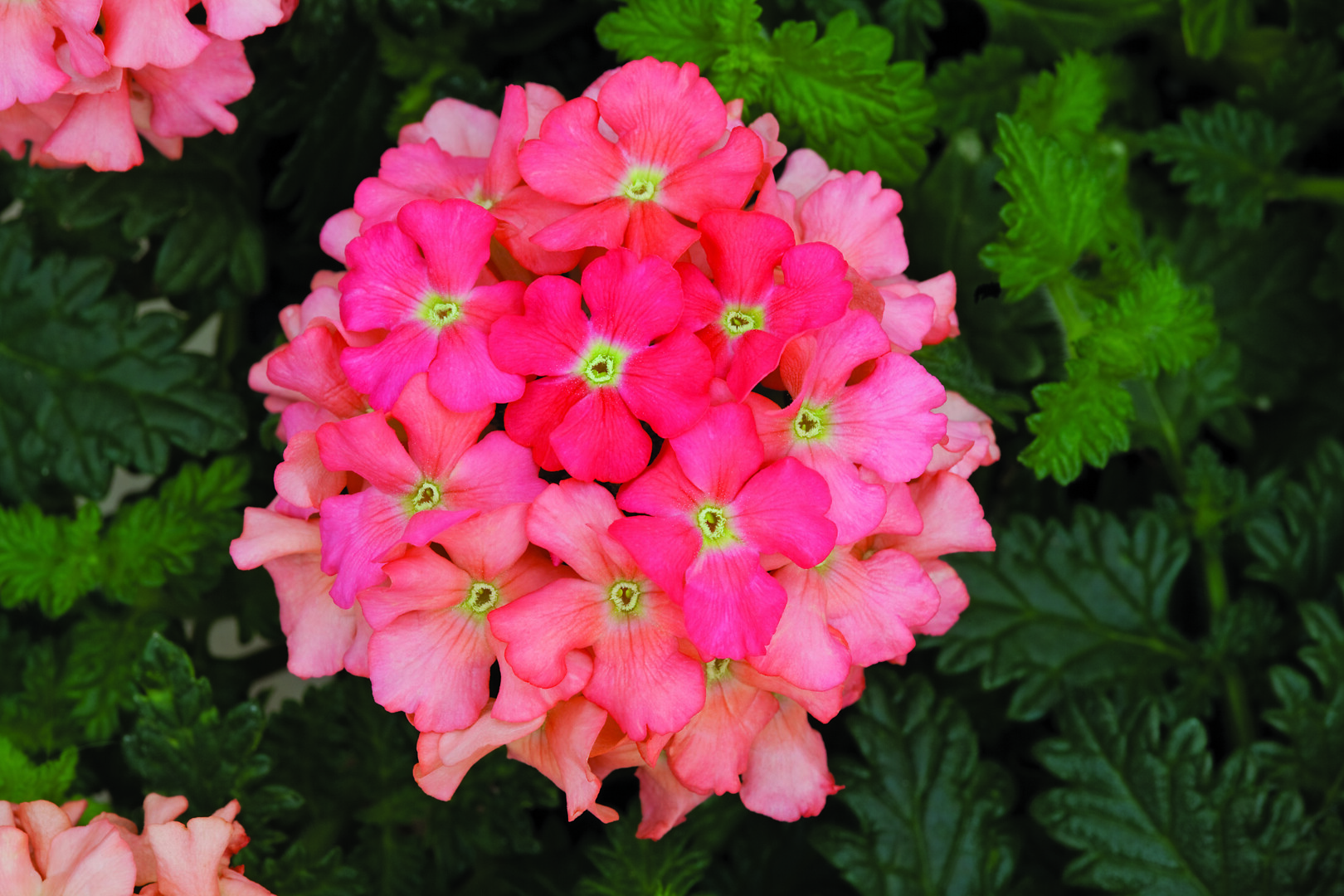 Verbena hybrida Lanai® Peach