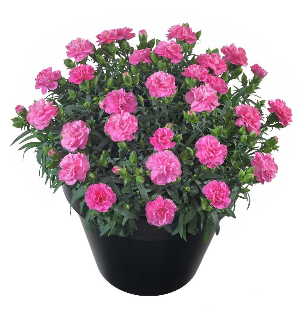 Dianthus caryophyllus Sunflor® Evert