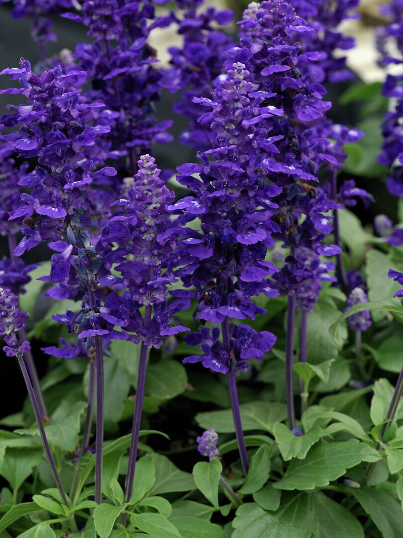Salvia Salvia farinacea Velocity Blue, härmesalvia