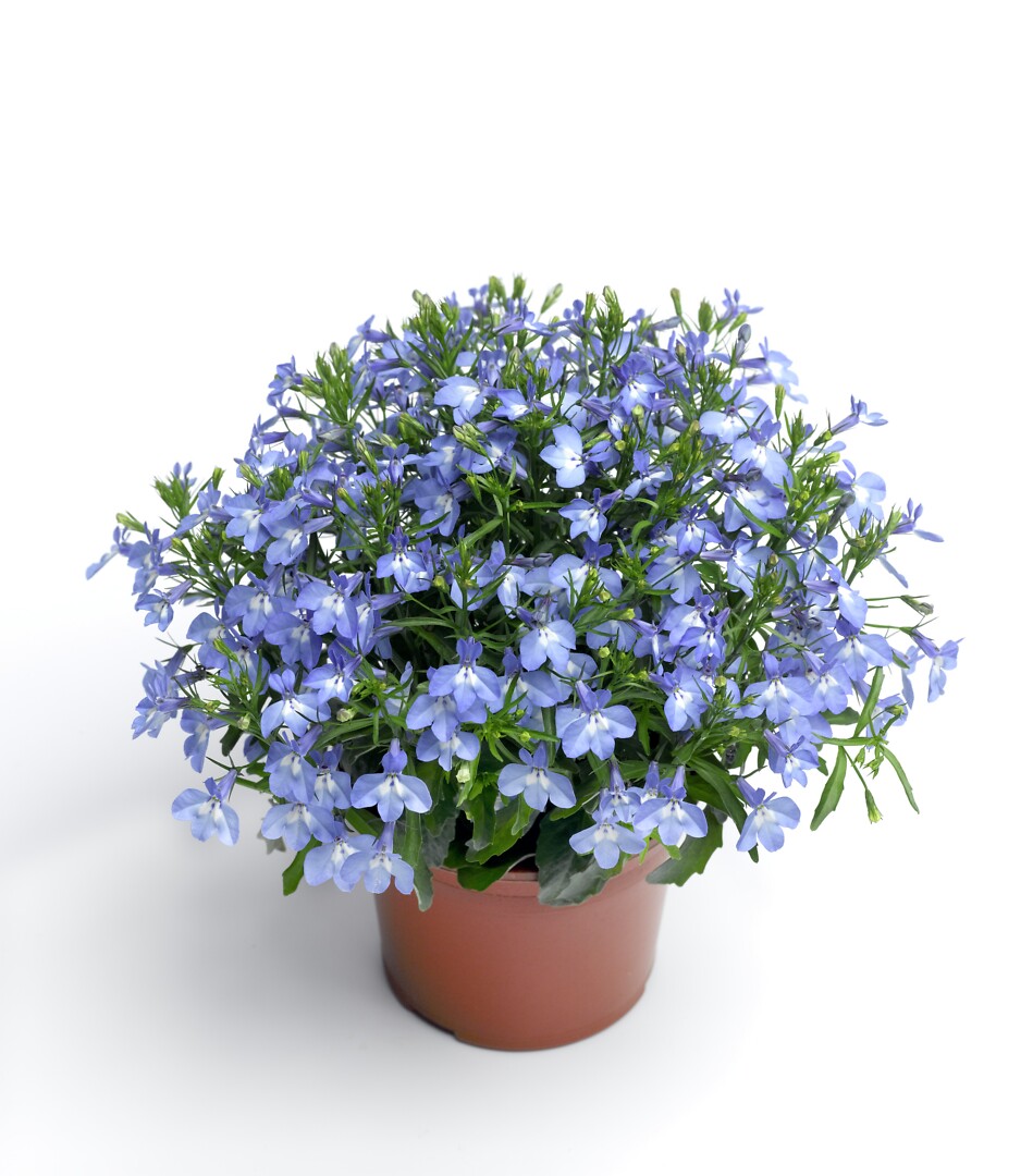 Lobelia erinus Techno Up Sky Blue