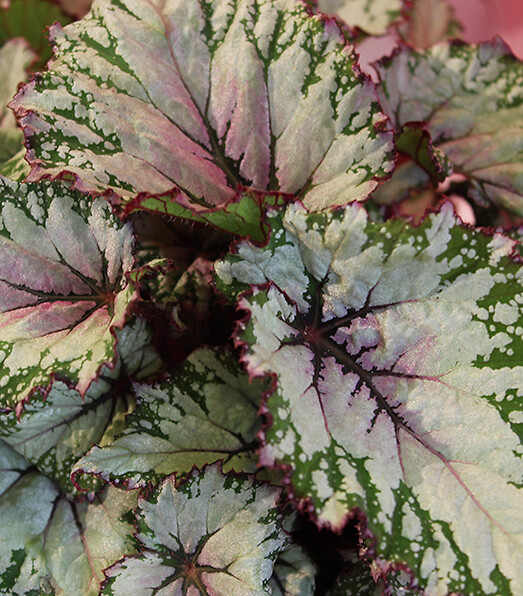 Begonia rex hybrid Beleaf® Asian Tundra