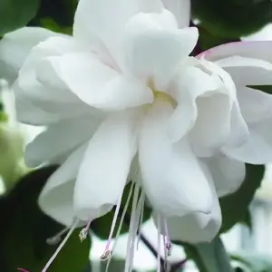 Fuchsia cultivars White King