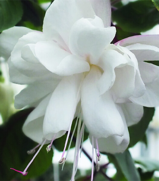 Fuchsia cultivars White King