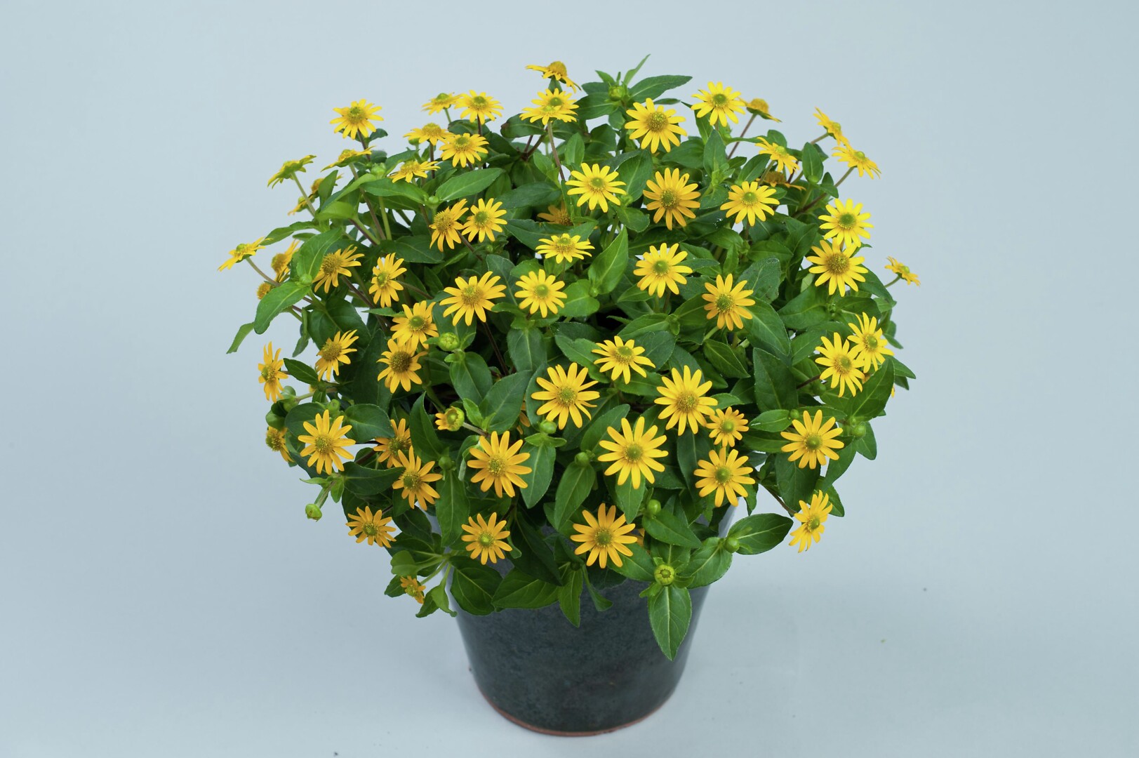 Sanvitalia procumbens Talya™ Great Yellow