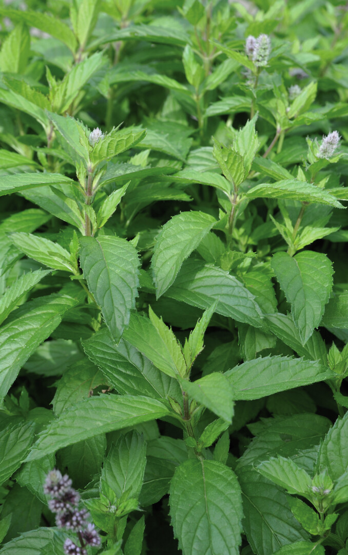 Mentha x piperita English Peppermint