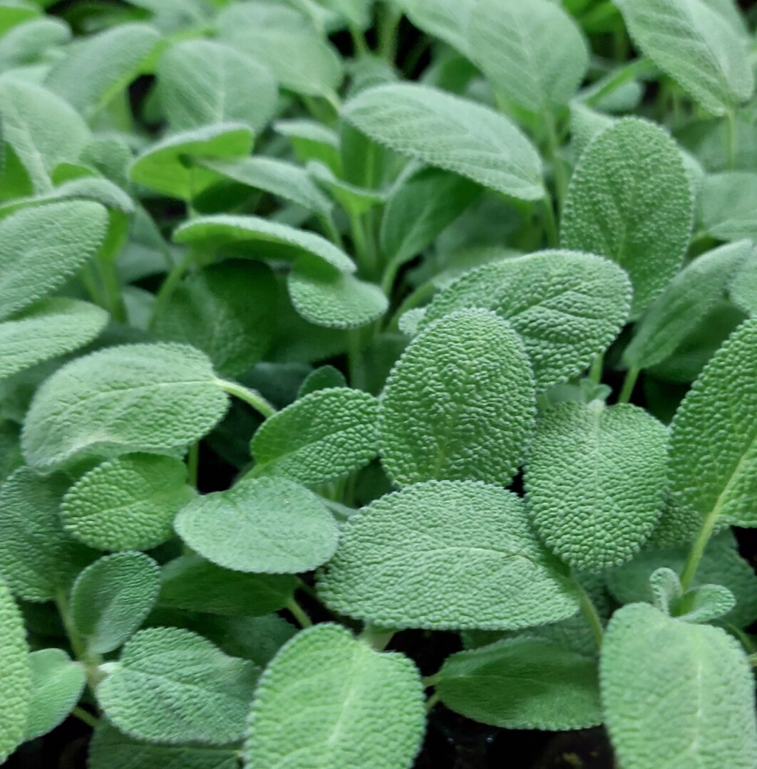 Salvia officinalis Culinaria