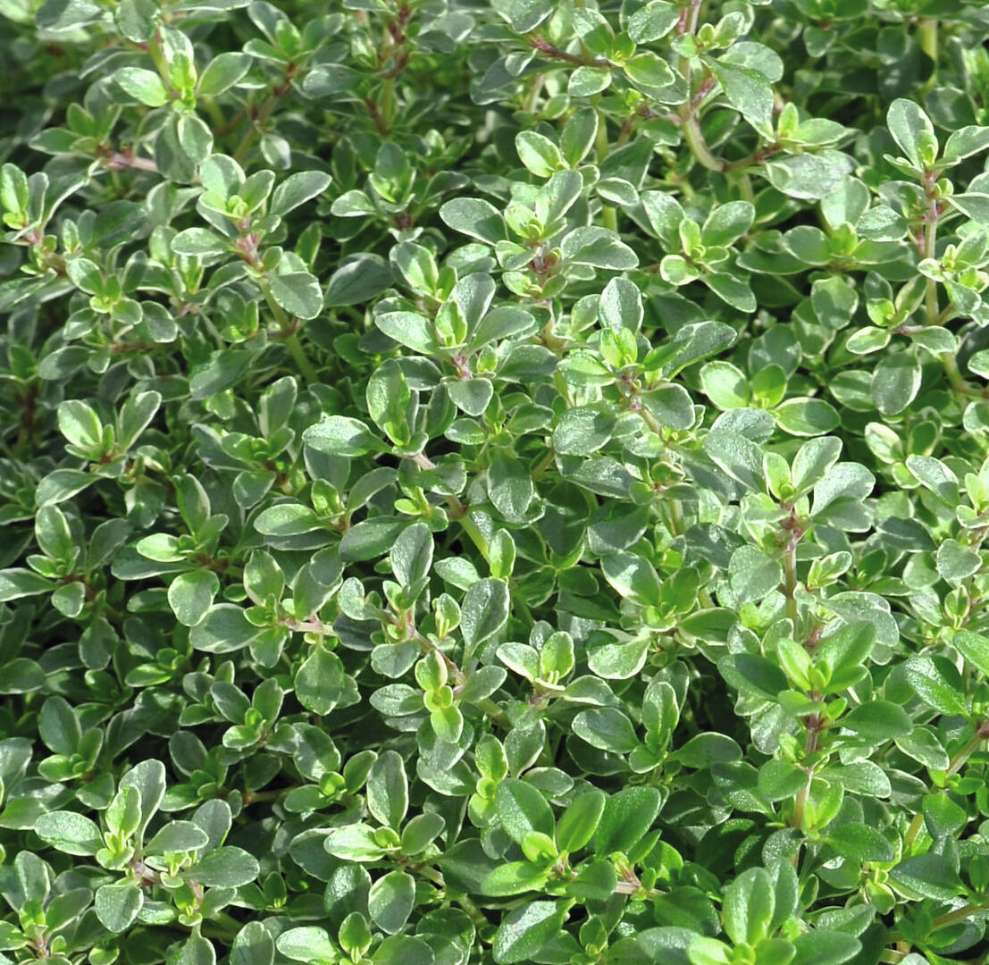 Thymus x citriodorus 'Silver Queen'