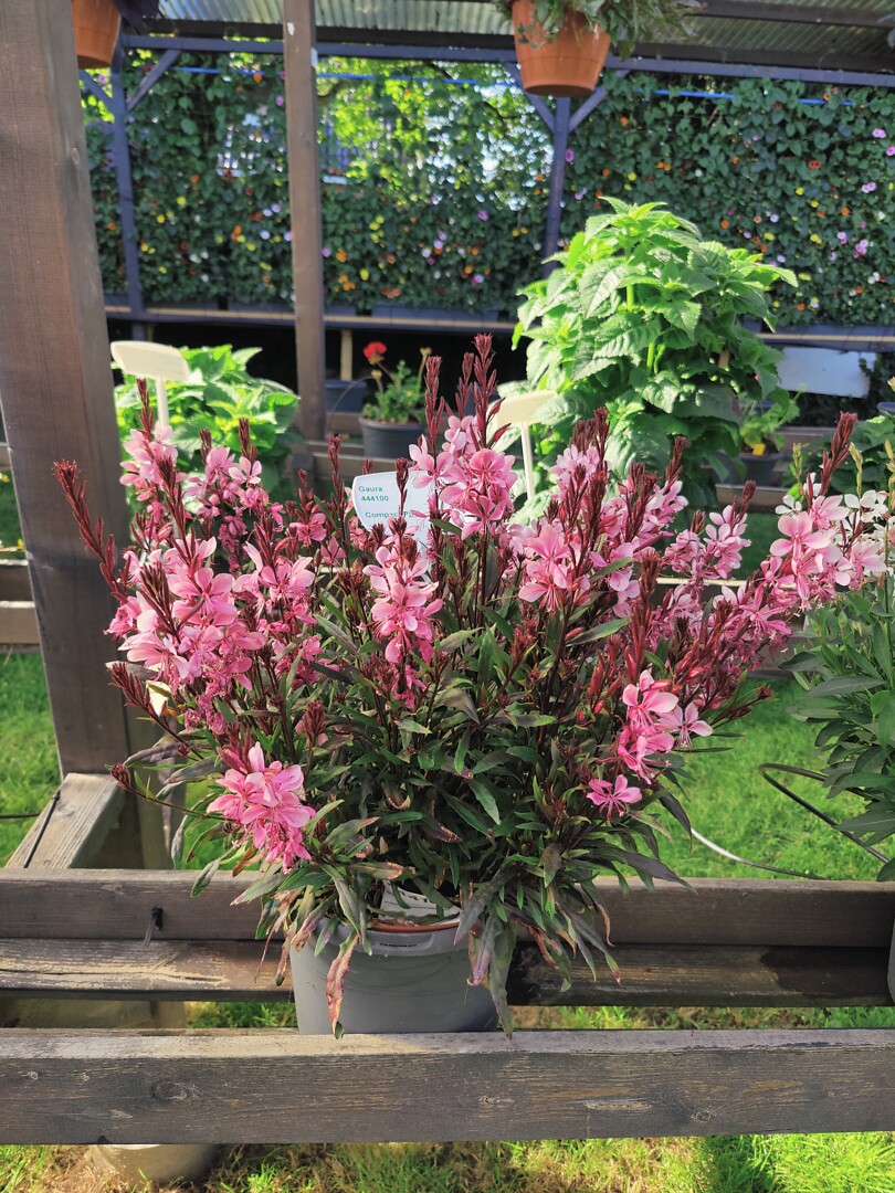 Gaura lindheimeri Compact Pink