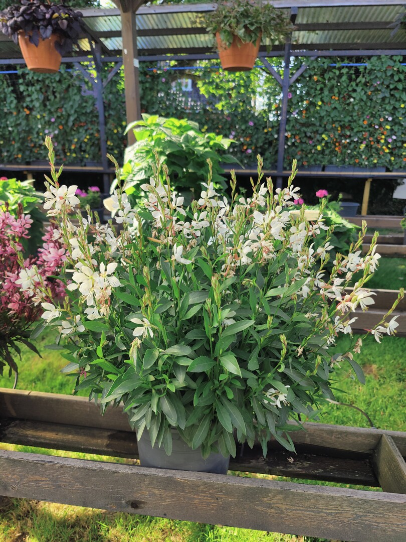 Gaura lindheimeri Compact White