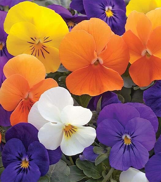 Viola cornuta Rocky All Seasons Mix