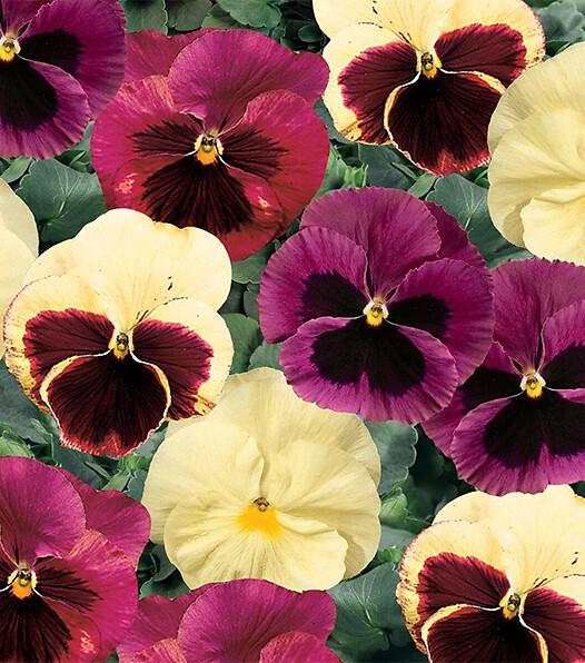 Viola wittrockiana Delta® Apple Cider Mix