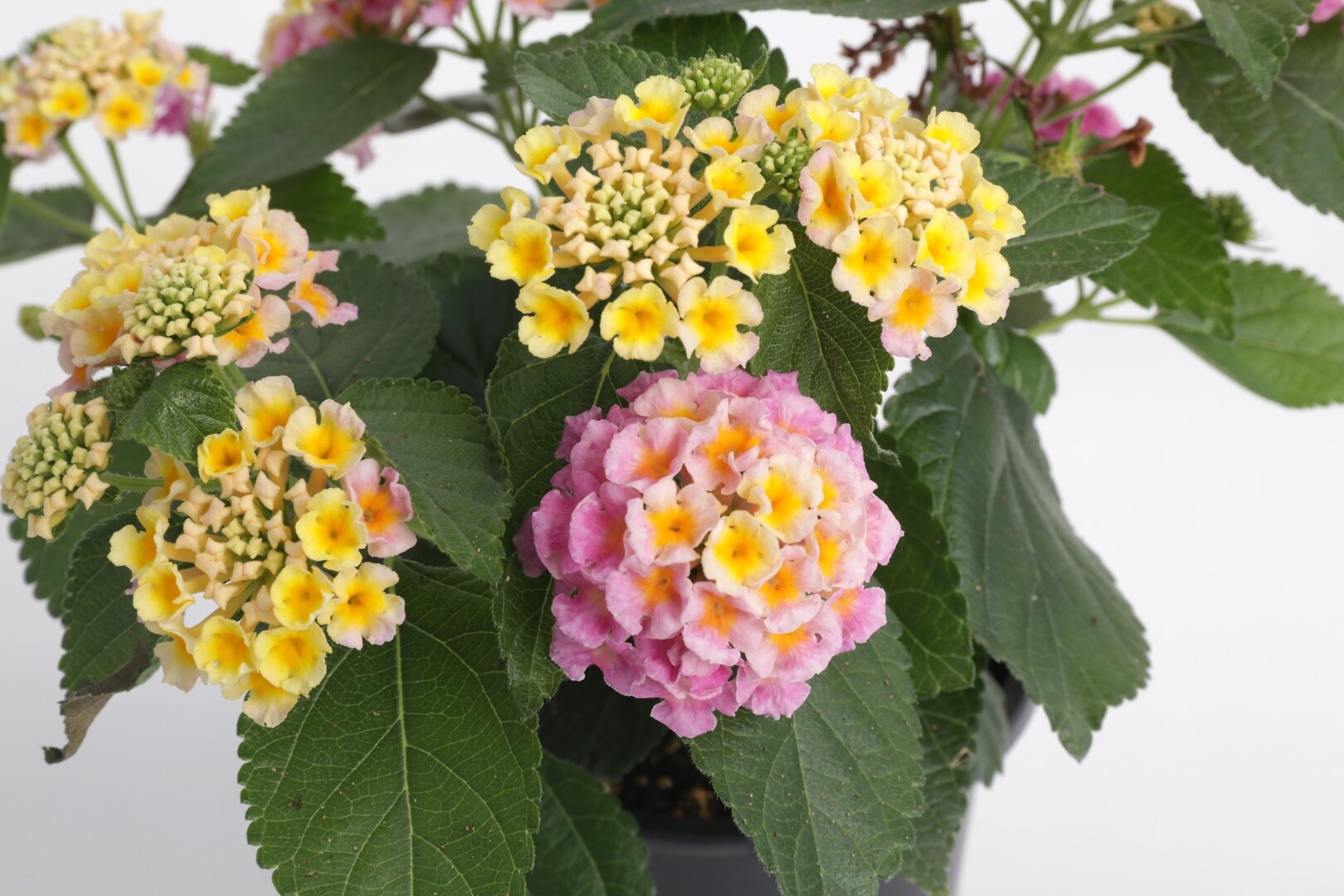 Lantana camara Bandana® Hot Pink