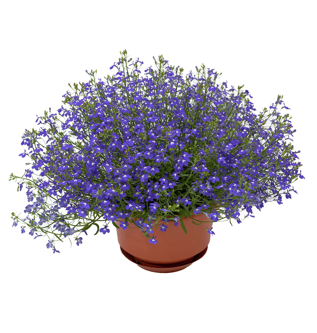 Lobelia erinus Techno Up Cobalt Blue