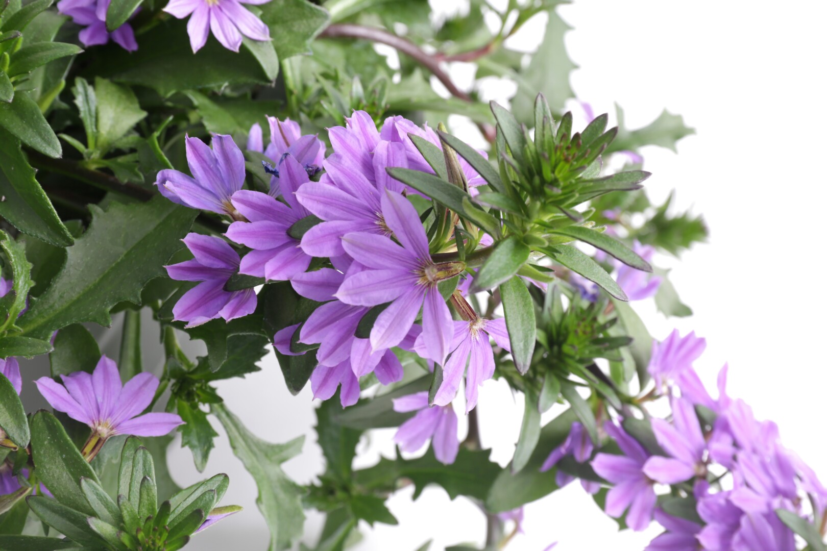 Scaevola aemula Whirlwind Dark Blue