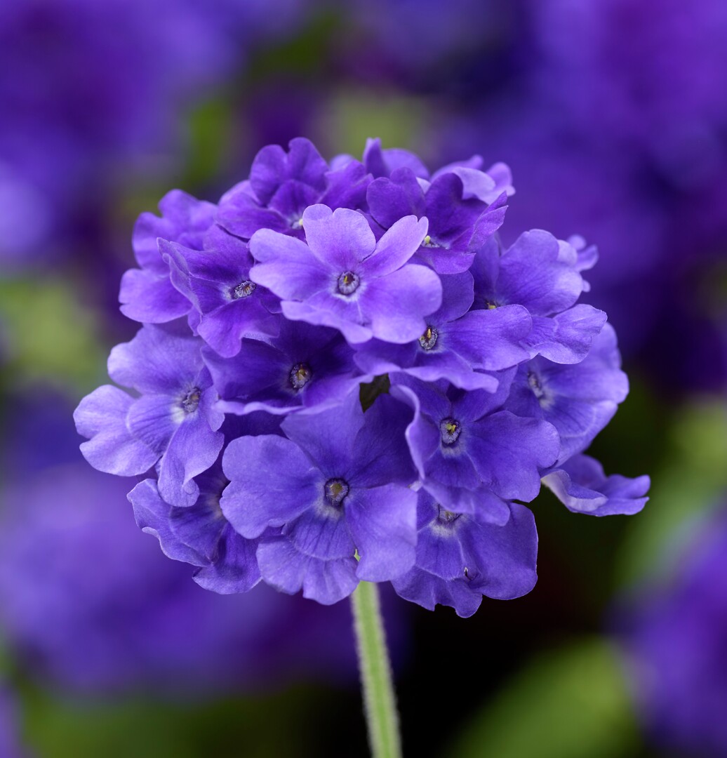 Verbena hybrida Lanai® Up True Blue